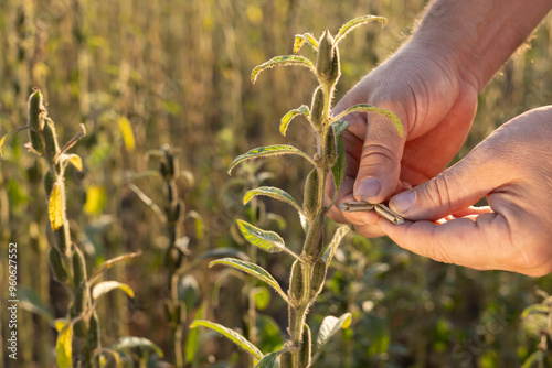Fototapeta Naklejka Na Ścianę i Meble -  farmer's hand holding sesame plant stem against field background, sesame cultivation and harvesting