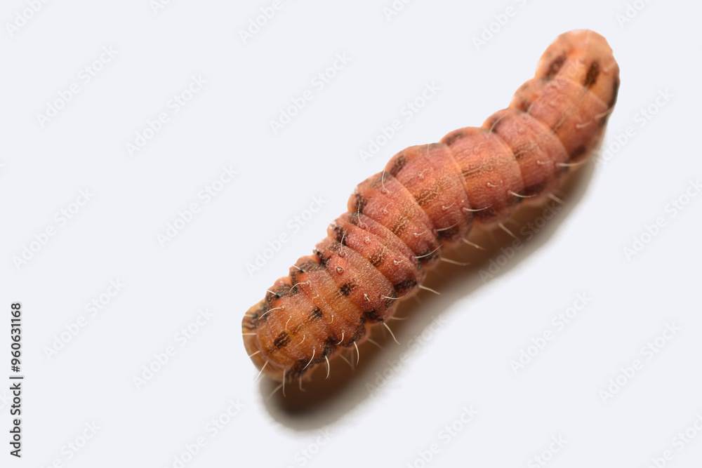 Square-spot Rustic moth caterpillar ( Xestia xanthographa ). High quality photo Square-spot Rustic moth caterpillar ( Xestia xanthographa ). High quality photo