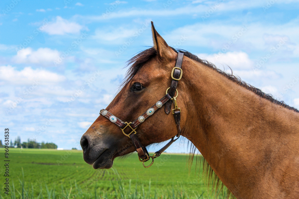 Fototapeta premium Working Ranch Horse Equine Portraits 