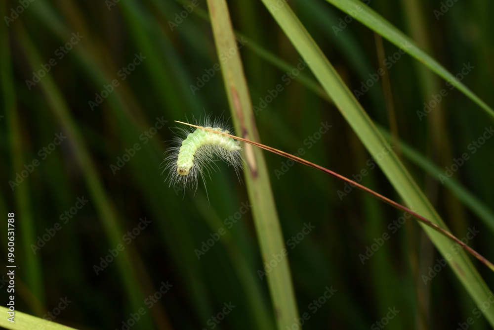 A small, fluffy green caterpillar crawls on the grass. A small, fluffy green caterpillar crawls on the grass.