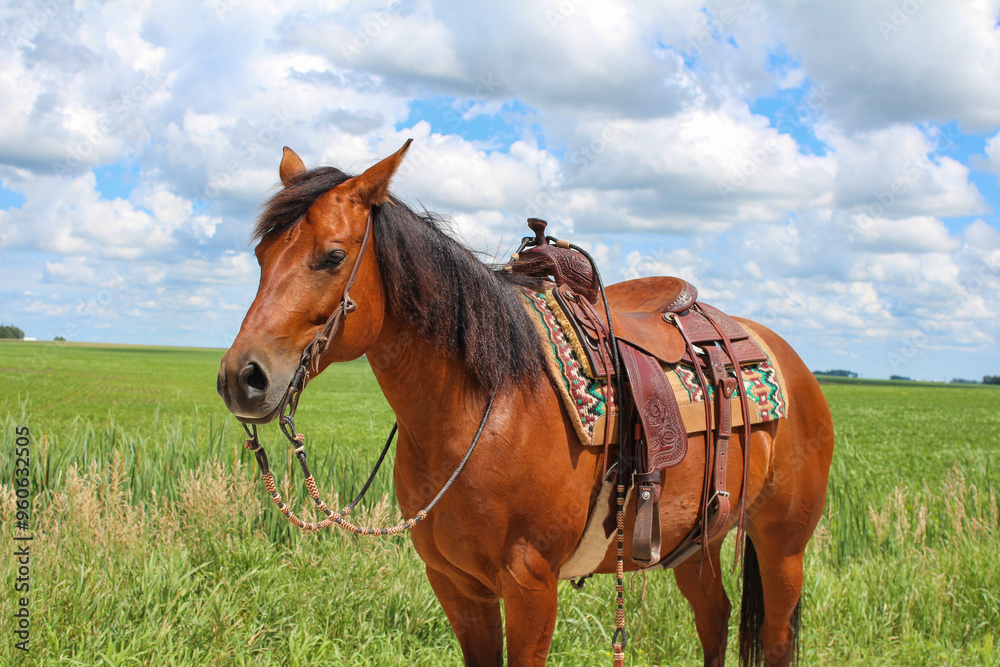 Working Ranch Horse Equine Portraits Working Ranch Horse Equine Portraits