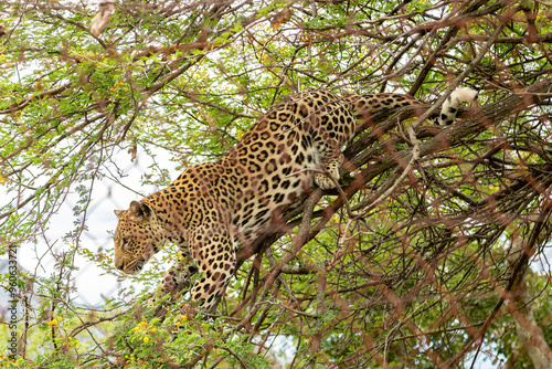 Leopardo Descendo de Árvore em Habitat Selvagem Africano photo