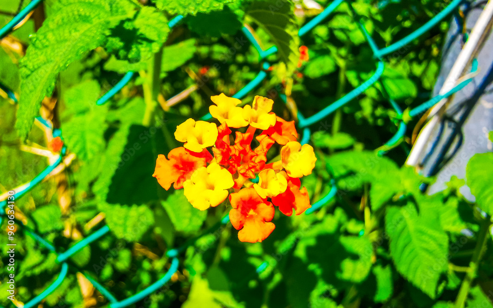 Orange red small tropical lantana flower blossoms plant bush Mexico.