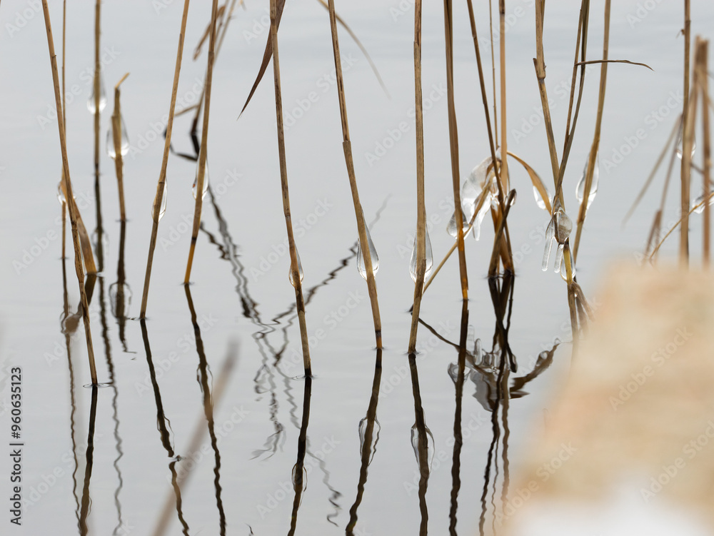 Water frozen on dry grass next to a shore of a lake. Ice drops in the nature. Beautiful environment during winter season. Natural phenomenon of cold weather. Water frozen on dry grass next to a shore of a lake. Ice drops in the nature. Beautiful environment during winter season. Natural phenomenon of cold weather.