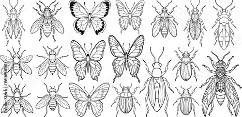 Beetles and butterflies vector sketches set
