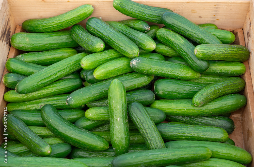top view on cucumber in the container top view on cucumber in the container
