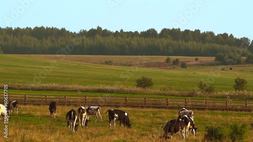 Calves grazing on the edge of the forest
