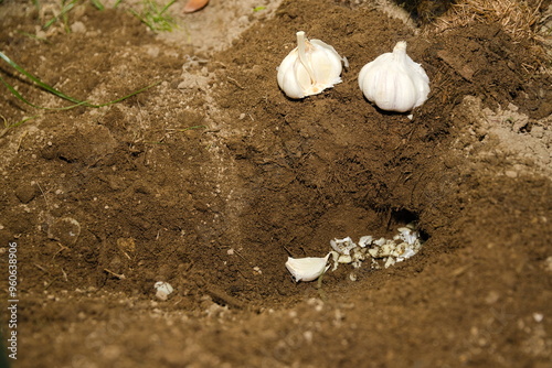 mit Knoblauch bei unterirdischem Gang Maulwurf vertreiben