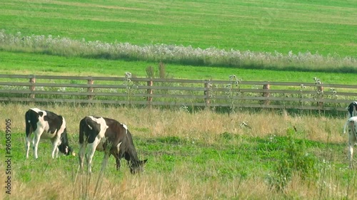 Calves grazing on the edge of the forest