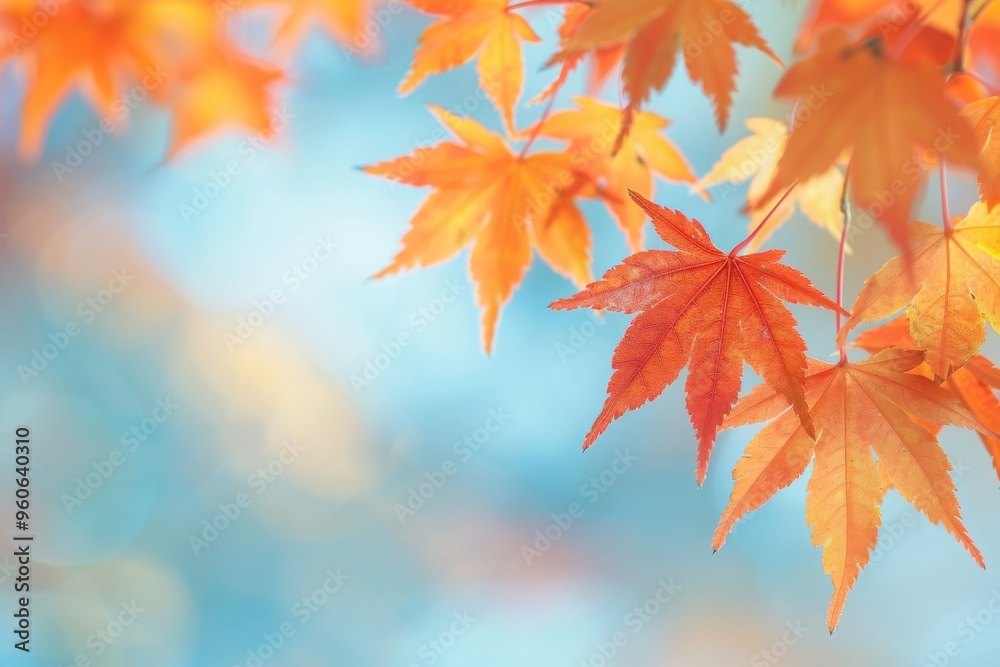 beautiful maple leaves in a autumn sunny day in forest beautiful maple leaves in a autumn sunny day in forest