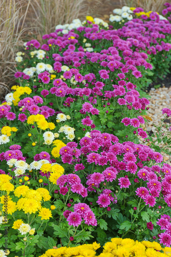 Fresh bright pink, white and yellow chrysanthemums bushes in autumn garden Fresh bright pink, white and yellow chrysanthemums bushes in autumn garden