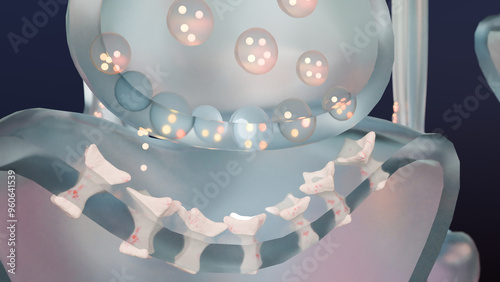 Muscarinic Acetylcholine receptors, muscle fiber sarcolemma, neurotransmitter or neuromuscular junction, cycle of ACH release in Myasthenia gravis, Norepinephrine and Serotonin, Histamine, 3d render	
 photo