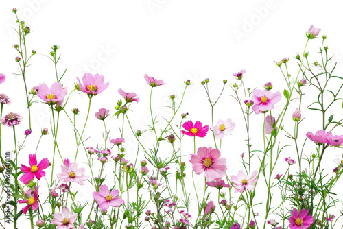 PNG Vibrant pink cosmos flowers arrangement