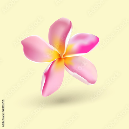 plumeria frangipani flower pink