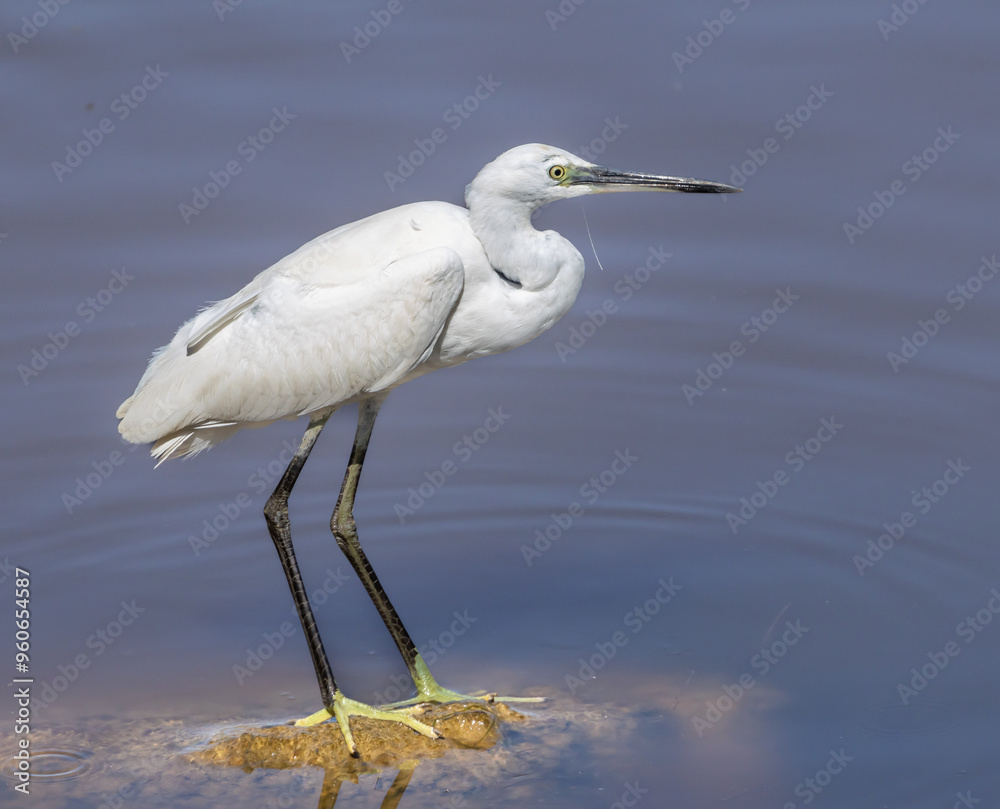 Naklejka premium Little Egret (Egretta garzetta) in a pond at nature reserve Guadalhorce, near Malaga in Andalusia, Spain.