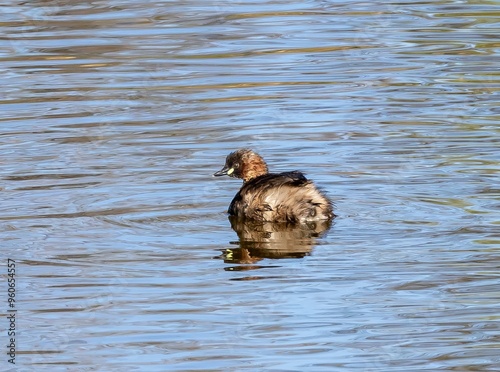 Little Grebe (Tachybaptus ruficollis) swimming in a pond at nature reserve Guadalhorce, near Malaga in Andalusia, Spain.