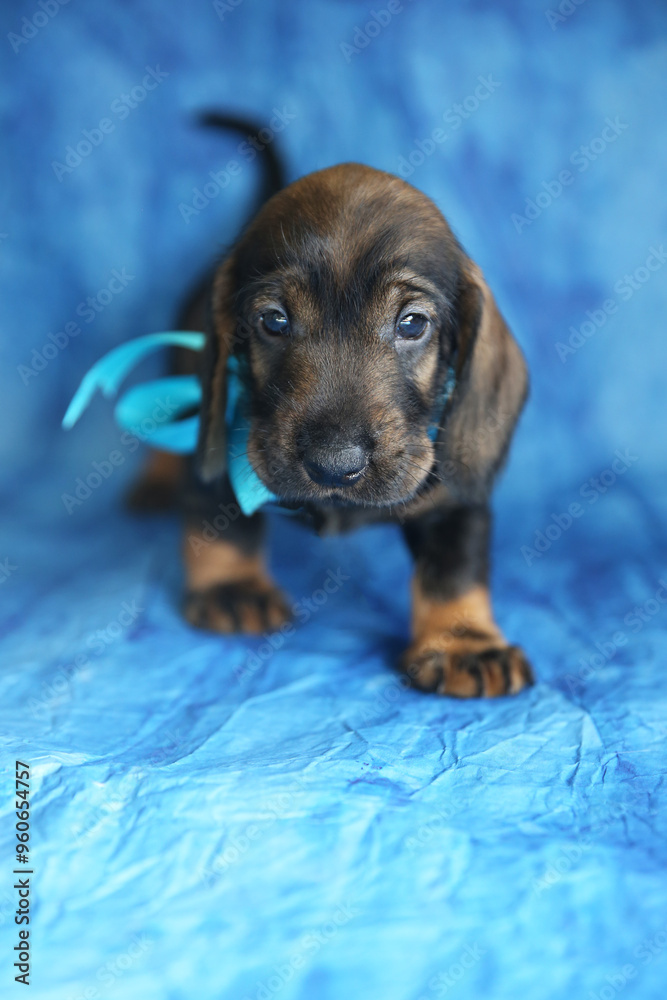 A puppy of the long-haired dachshund breed on a blue background, age 1 month A puppy of the long-haired dachshund breed on a blue background, age 1 month