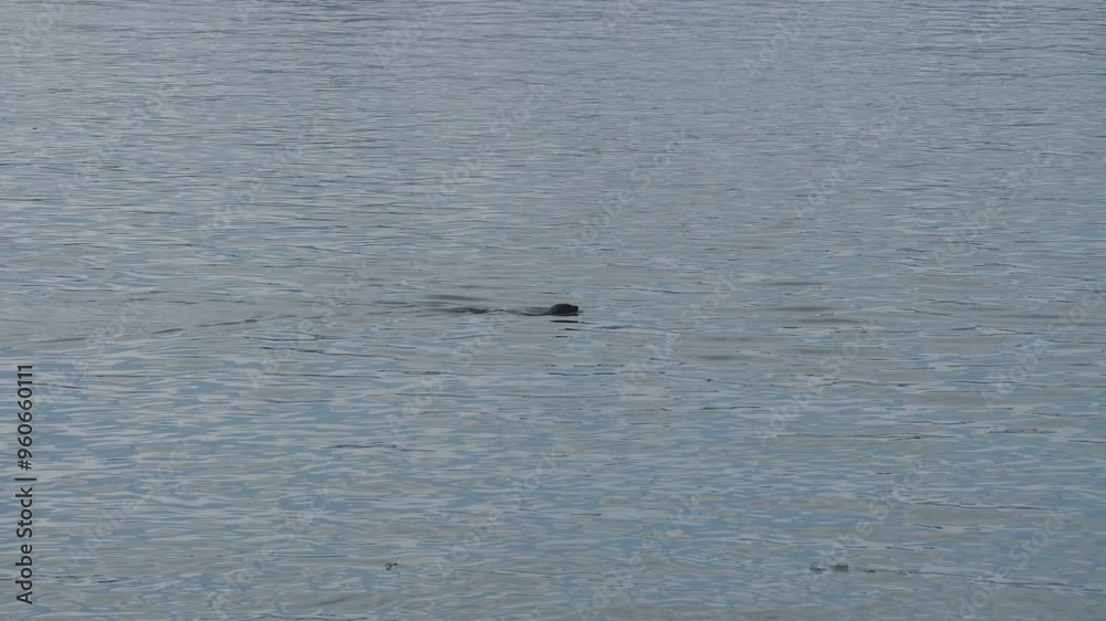 A seal swimming in the ocean in Iceland. A seal swimming in the ocean in Iceland.