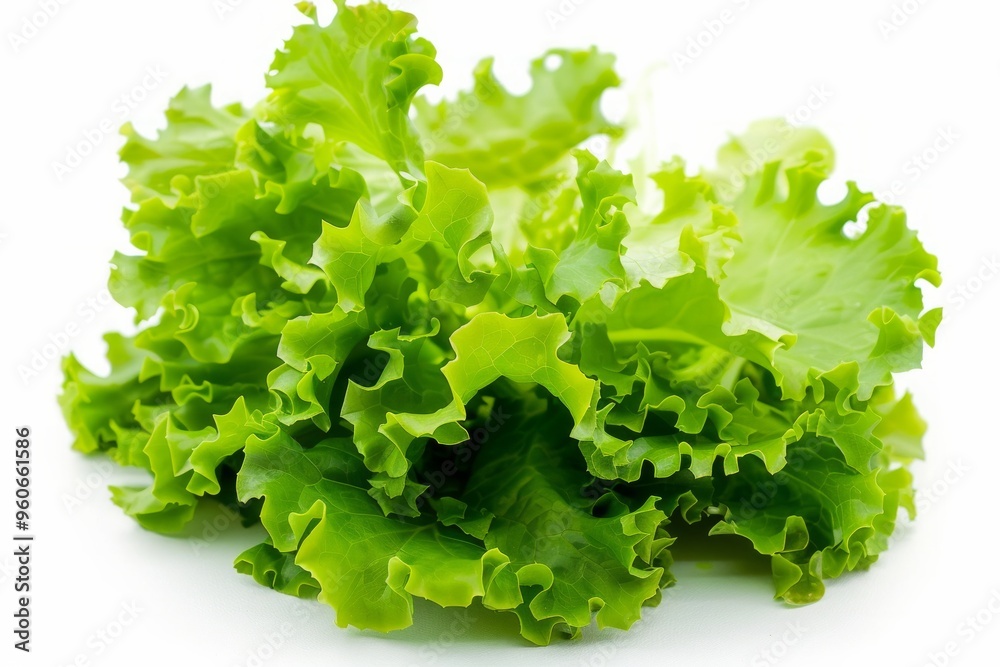 A pristine photograph of fresh, crisp lettuce leaves, beautifully isolated on a clean white background A pristine photograph of fresh, crisp lettuce leaves, beautifully isolated on a clean white background