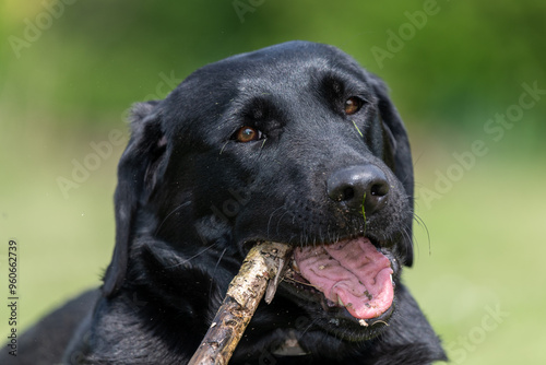 Wallpaper Mural Portrait of a black Labrador chewing a stick Torontodigital.ca