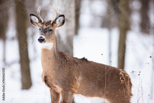 A young buck alert to the sounds in the distance near Hartford, Wisconsin in February photo