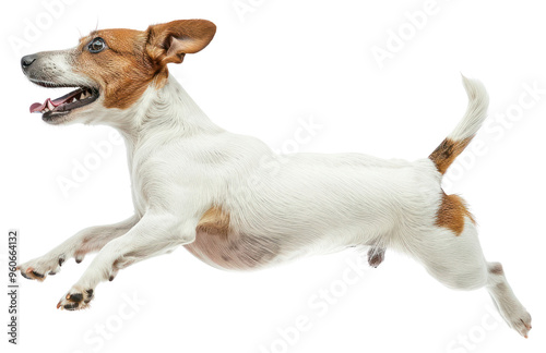 PNG  Energetic Jack Russell Terrier leaping
