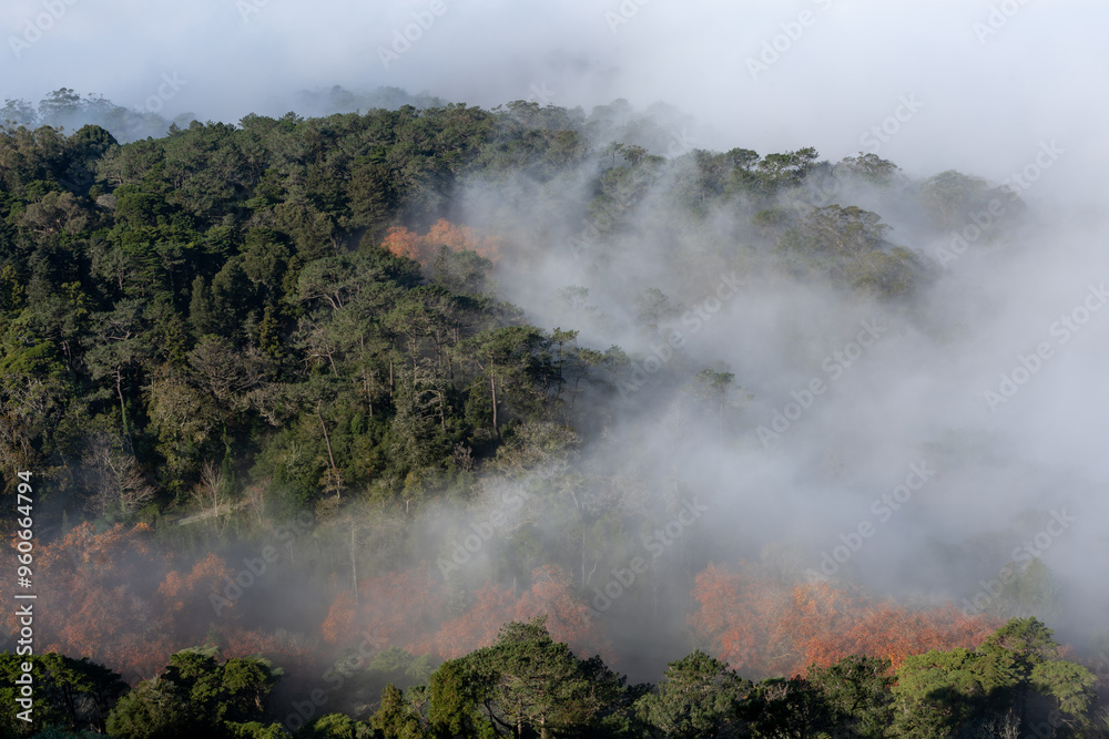Morning fog in an autumn forest scene Morning fog in an autumn forest scene