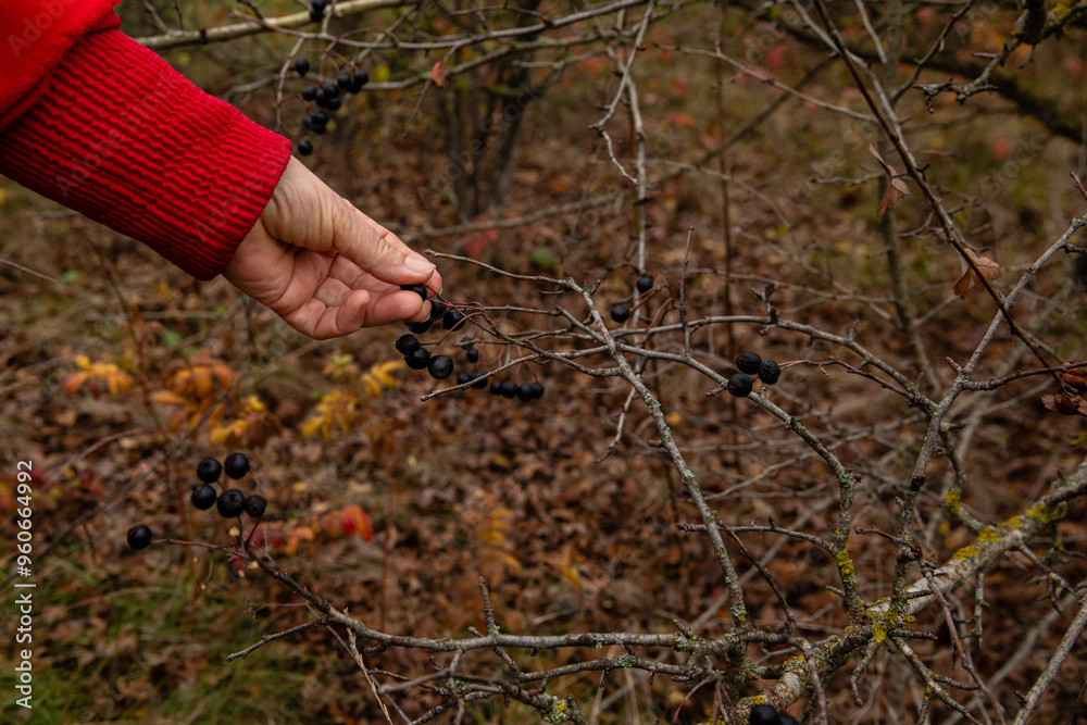 Woman picking berries of rose hip. Harvesting rose hip for alternative medicine at autumn season.