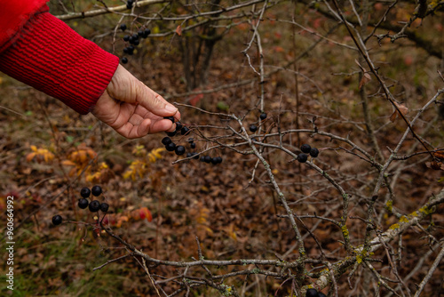 Wallpaper Mural Woman picking berries of rose hip. Harvesting rose hip for alternative medicine at autumn season. Torontodigital.ca