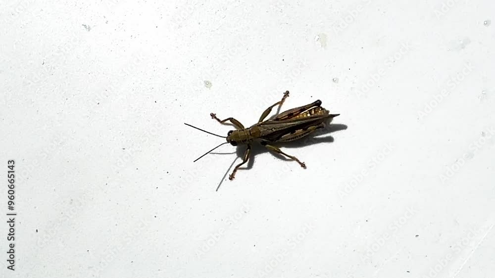Closeup of a cricket isolated on white Closeup of a cricket isolated on white
