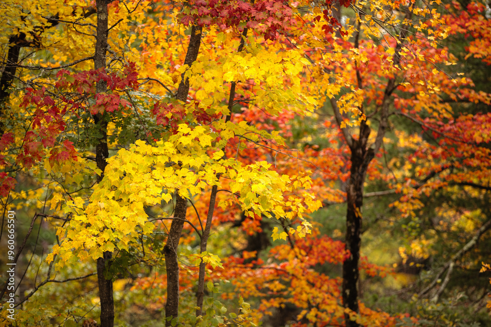 The yellow and red of the autumn northwoods near Boulder Junction, Wisconsin in early October The yellow and red of the autumn northwoods near Boulder Junction, Wisconsin in early October