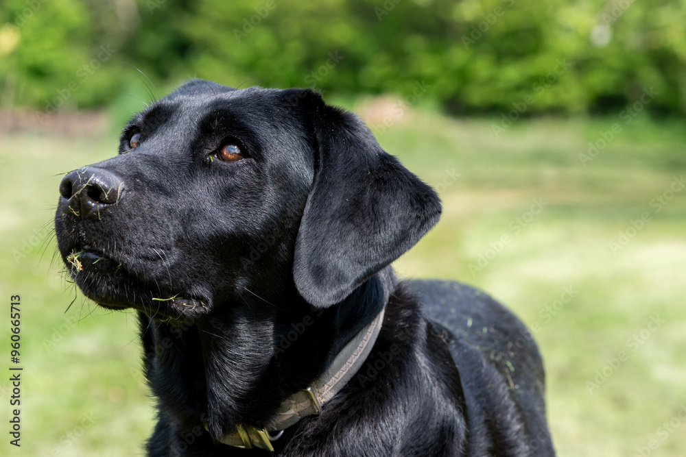 Close up of a cute black Labrador retriever Close up of a cute black Labrador retriever
