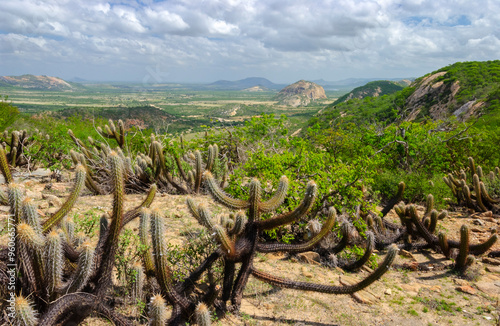 Xique-xique cactus in the Caatinga biome, with landscape in the background in Santa Luzia, Paraíba, Brazil. photo