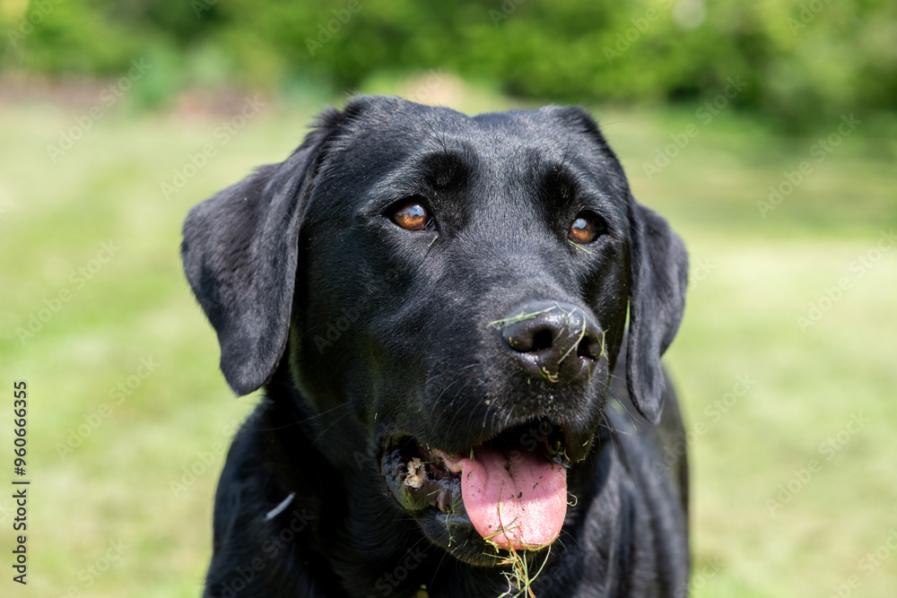 Close up of a cute black Labrador retriever Close up of a cute black Labrador retriever
