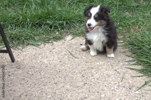 black, brown, and white sheltie pup