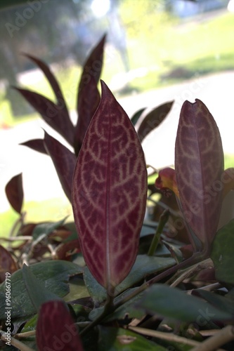 purple leaf 