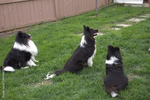 three black and white shelties looking 