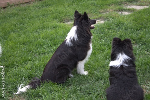 black and white dog sheltie