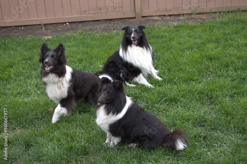 Three Bi0color Shelties, black and white