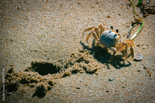 Wandering Crab photo