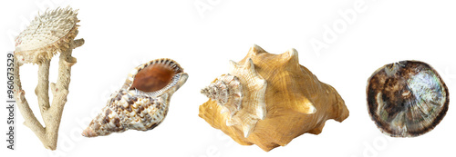 a set of sea shells of different interesting shapes. Isolated on transparent background. png format available