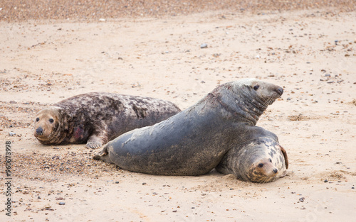 Grey seals mating on beach, Horsey Gap, Norfolk, UK photo