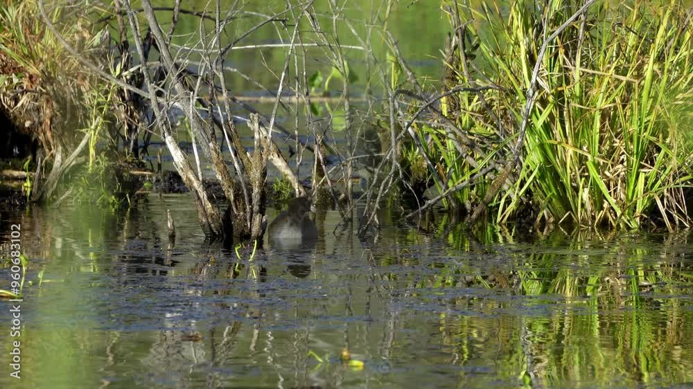 American Coot families in Elk Island National Park, Edmonton. Captures nesting, feeding, and nurturing behaviors in a serene, natural habitat. Ideal for nature and wildlife content American Coot families in Elk Island National Park, Edmonton. Captures nesting, feeding, and nurturing behaviors in a serene, natural habitat. Ideal for nature and wildlife content