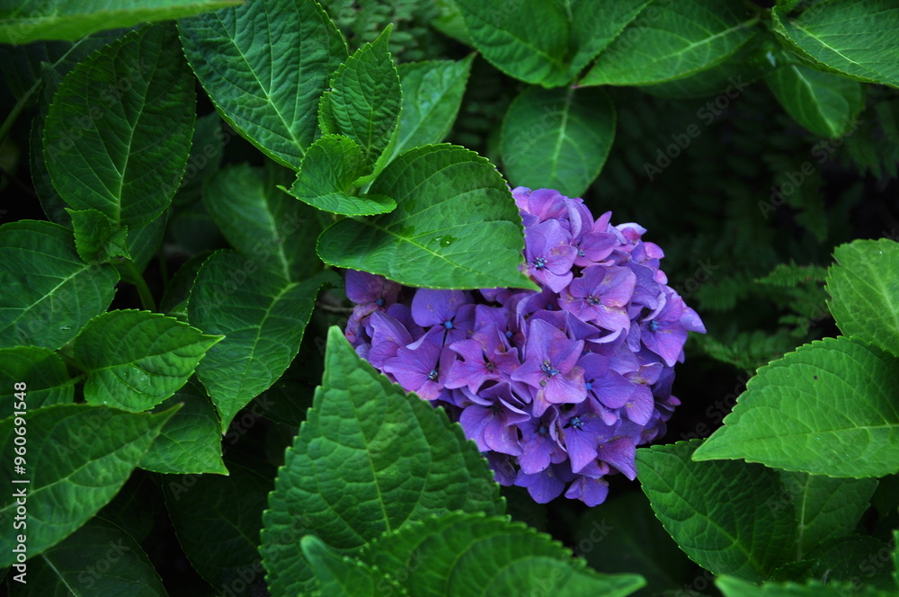 FLOWERS, GREENS, HYDRANGEA LEAVES, BLUE, PURPLE FLOWERS, GREENS, HYDRANGEA LEAVES, BLUE, PURPLE