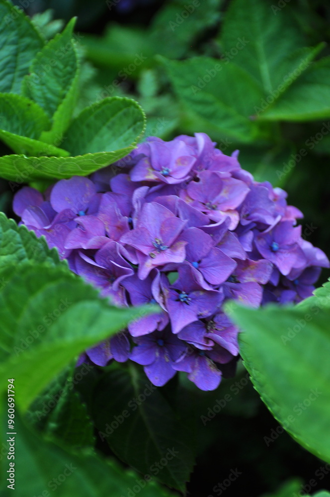 FLOWERS, GREENS, HYDRANGEA LEAVES, BLUE, PURPLE