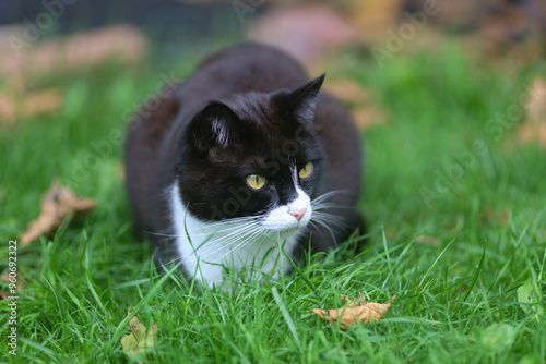 cat on grass