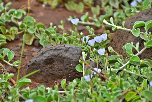 Green Vines With Volcanic Rock Maui Hawaii