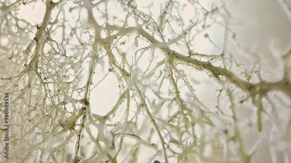 Close-up view of mold under a microscope with intricate branching structures. Concept of fungal growth, mold spores, and microbiology research Close-up view of mold under a microscope with intricate branching structures. Concept of fungal growth, mold spores, and microbiology research