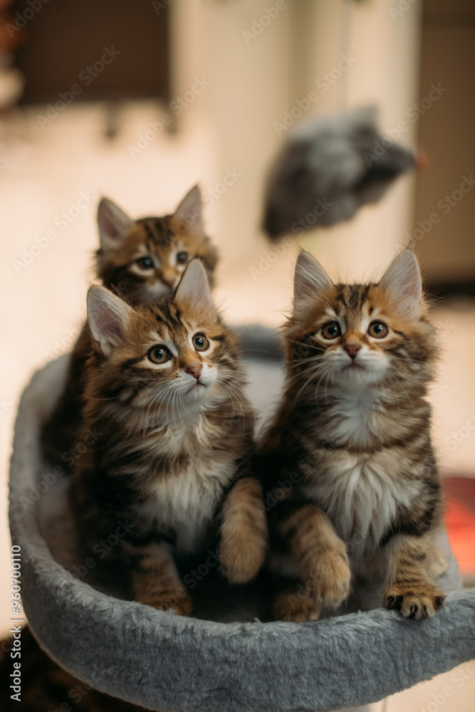Kittens of the striped Kuril bobtail play on scratching posts for the cat. Kittens of the striped Kuril bobtail play on scratching posts for the cat.