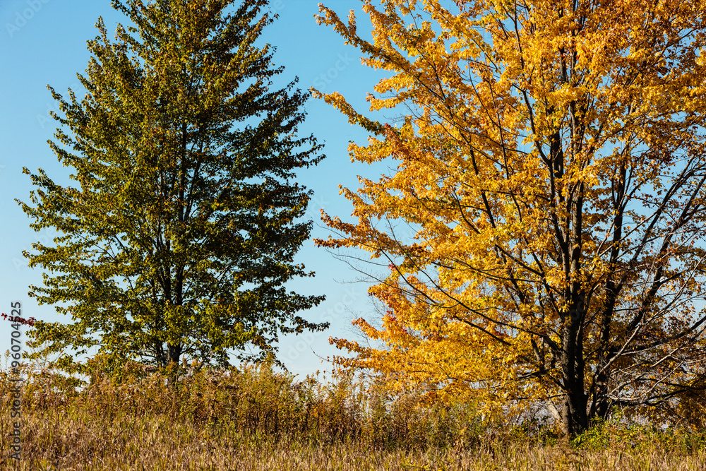 Fototapeta premium The green and golden color of the maples on the hillside contrast sharply against the blue sky in mid-October within the Pike Lake Unit, Kettle Moraine State Forest, Hartford, Wisconsin